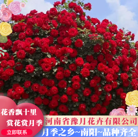 藤本月季  月季球造型 规格齐全 货量大