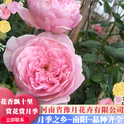 欧月 盆花 南阳月季之乡 百亩月季基地 规格齐全