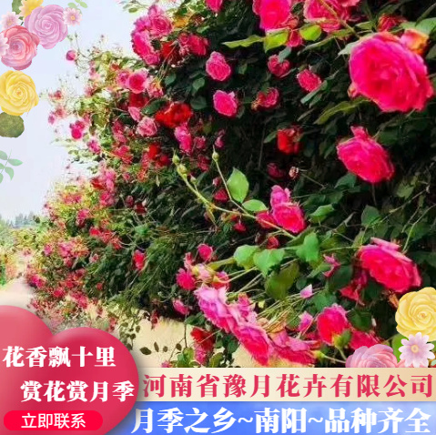 藤蔓月季   爬腾月季1米5－1米8