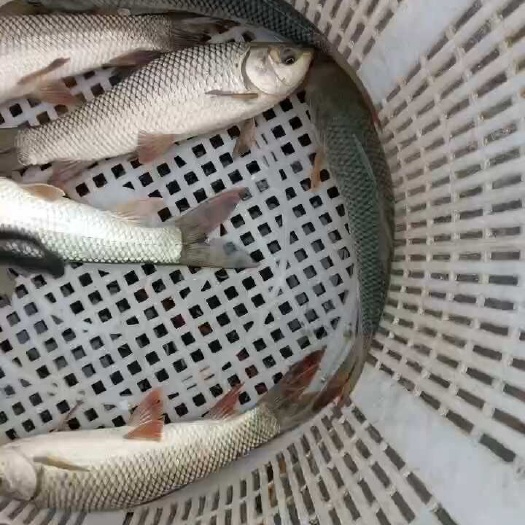 南宁3到4两零，有三万斤