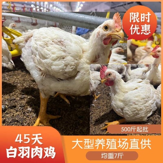 宾阳县45天白羽肉鸡，大型养殖场直供，均重7斤。