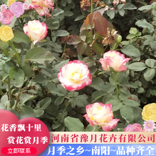唐河县大花月季  月季苗嫁接苗基地直销