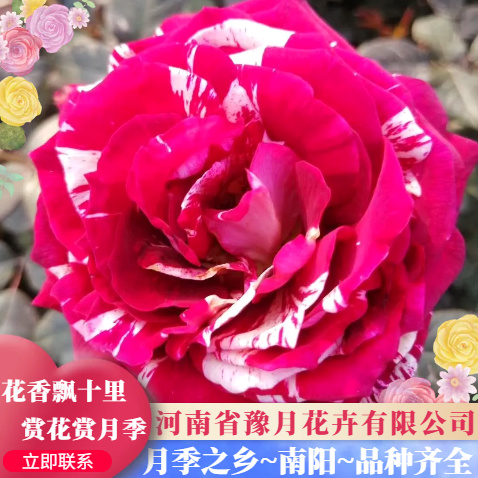 大花月季 抓破美人脸
