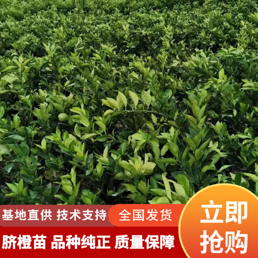 洪江市赣南脐橙苗正宗嫁接苗30公分以上红光橙血橙冰糖橙果苗