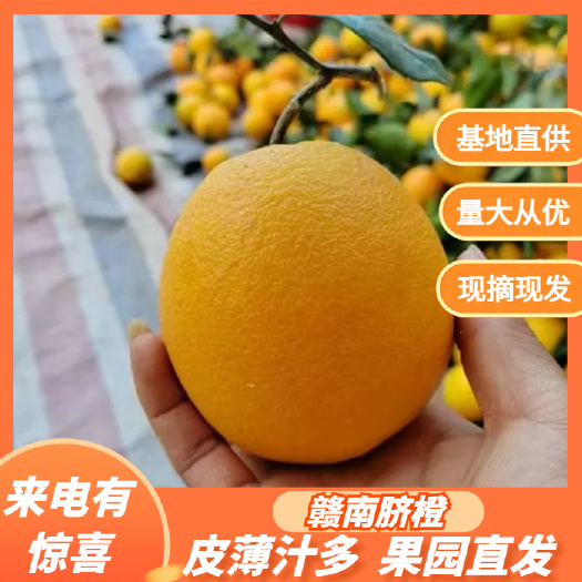 赣南脐橙江西寻乌脐橙一件代发专业供货