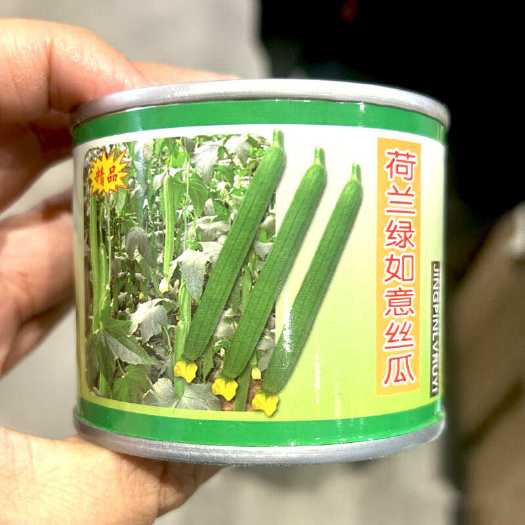 荷兰绿如意绿丰王丝瓜种子大田基地四季耐寒抗热抗病特长丝瓜种