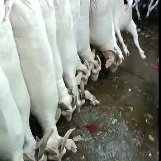 合肥羊肉