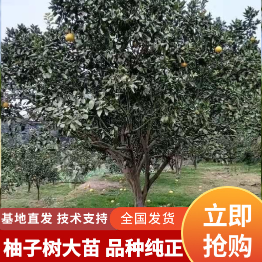 洪江市柚树苗  柚子树，大柚子树，柚子树大苗，地直径3～50厘米