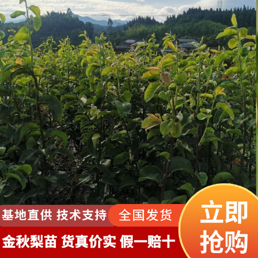 洪江市金秋梨苗  品种纯，假一赔十