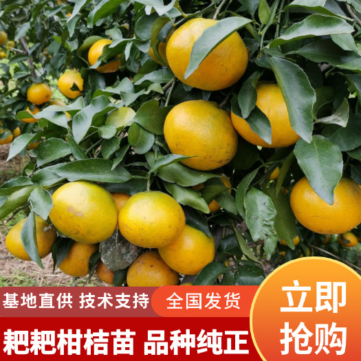 春见丑橘耙耙柑桔苗丑橘柑橘嫁接苗品种纯正