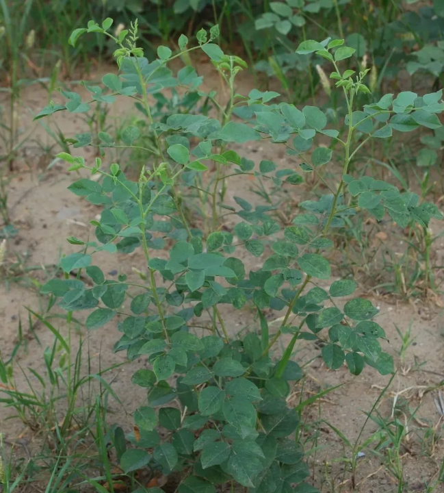 4年生新鲜甘草
