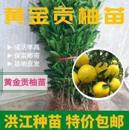 黄金贡柚苗  （春香柑橘）玲珑柚苗，象山青苗