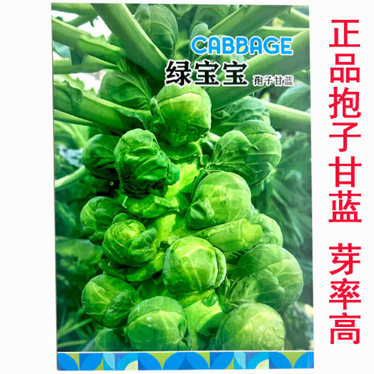 寿光市抱子甘蓝种子 高果率小甘蓝包菜卷心菜基地四季种植