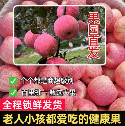 山东烟台红富士苹果当季时令新鲜水果现采摘