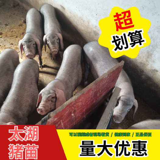 灌南县太湖猪苗 15-20公斤
