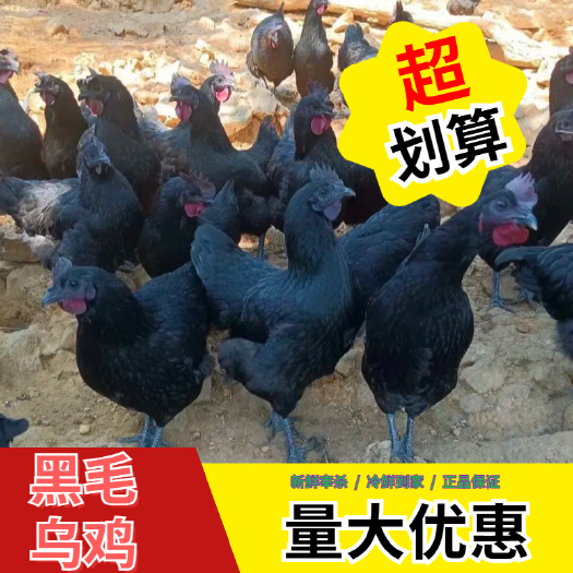 长兴县散养 黑毛乌鸡 五黑老母鸡