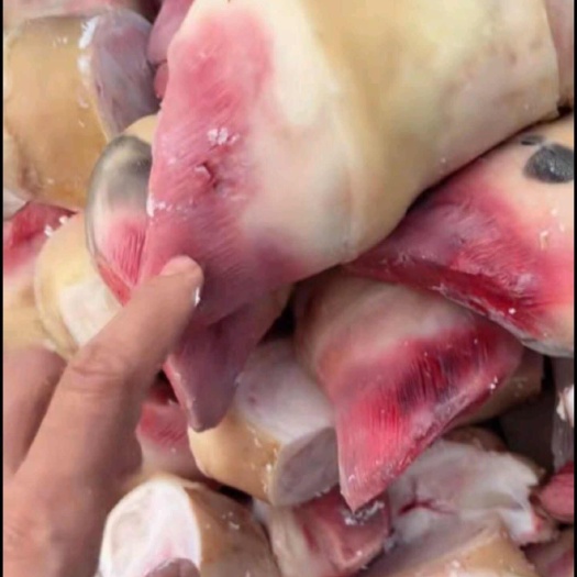 牛蹄，新鲜牛蹄，去毛干净，全程冷链物流发货，一手货源