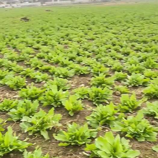 金沙县食叶草蛋白菜鲜叶 食用级