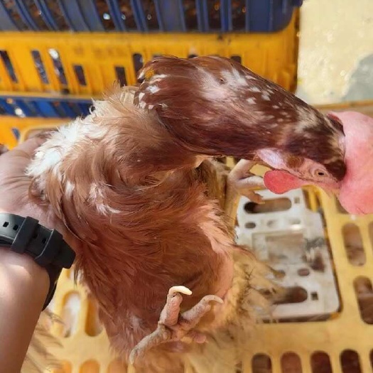 郁南县陶汰老鸡