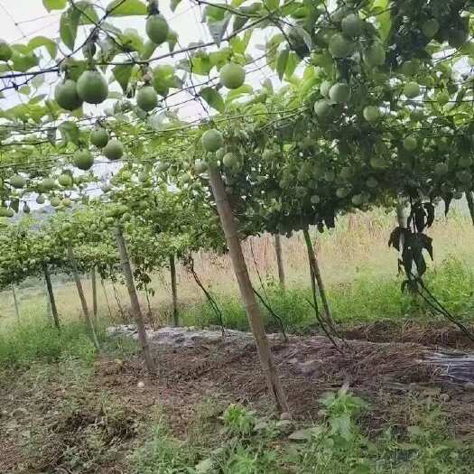 桂林百香果