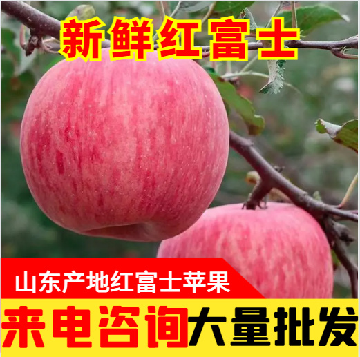 红富士苹果新鲜脆甜苹果水果山东特产富士苹果批发