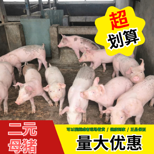 灌南县杂交猪苗  二元母猪，母性好，产仔多。