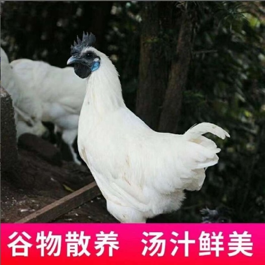 莘县【顺丰包邮】纯正农村散养乌骨鸡土鸡整鸡现杀新鲜真空冷冻煲汤