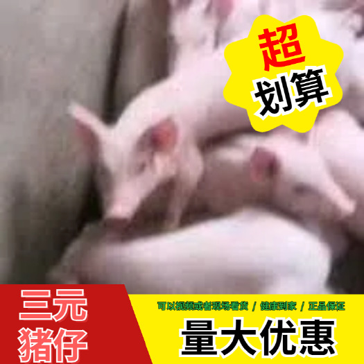 三元仔猪  优质育肥猪苗，品种齐全