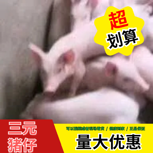 灌南县三元仔猪  优质育肥猪苗，品种齐全