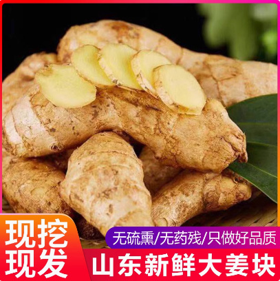 山东大姜优质生姜老姜小黄姜姜风干姜现挖鲜姜新鲜老黄姜