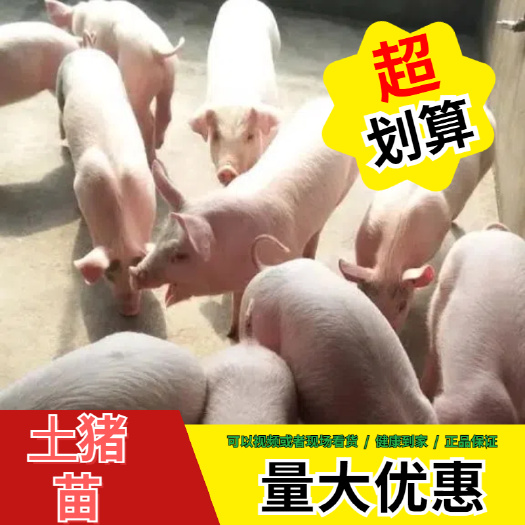 土猪苗  农户自繁母猪苗，健康有保证！耐粗料，性情温和