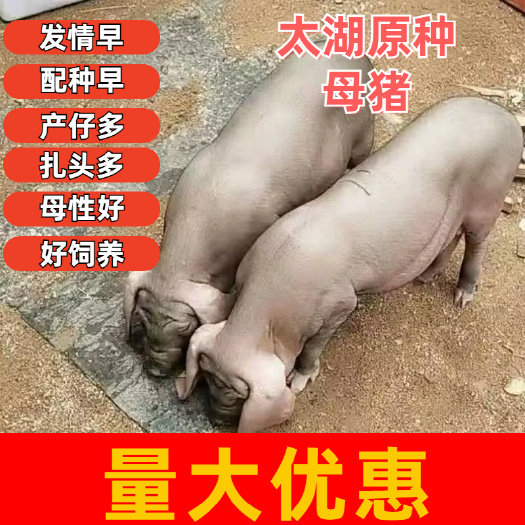 灌南县太湖原种母猪，高产，奶水分泌好，发情早，母性好！抗疫病，