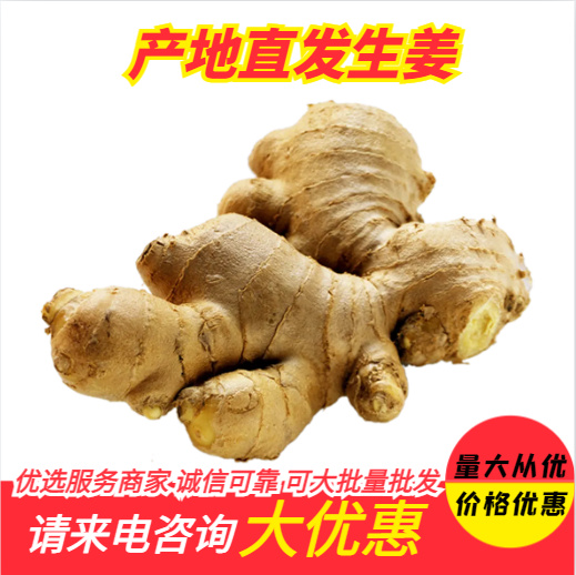 山东大黄姜出口级生姜老姜精选装新鲜风干大块月子食用姜现发