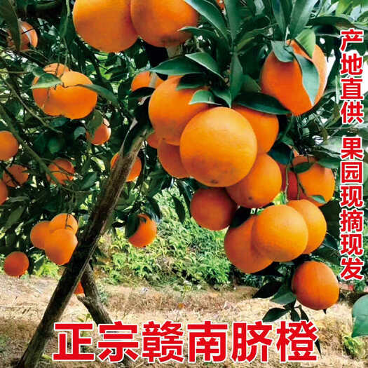 定南县江西正宗赣南脐橙赣州定南产地直发果园现摘现发新鲜多汁带叶发货