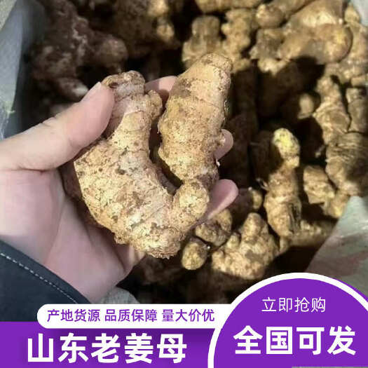 山东老生姜老姜母姜味浓郁现挖产地批发价量大价优