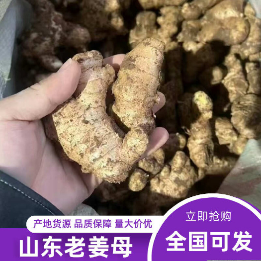 莒南县山东老生姜老姜母姜味浓郁现挖产地批发价量大价优