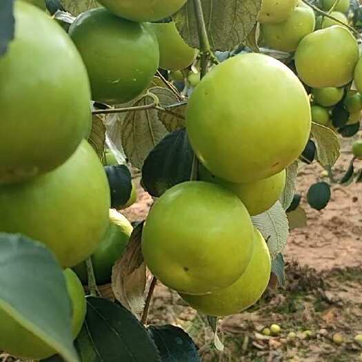 勐腊县西双版纳苹果枣