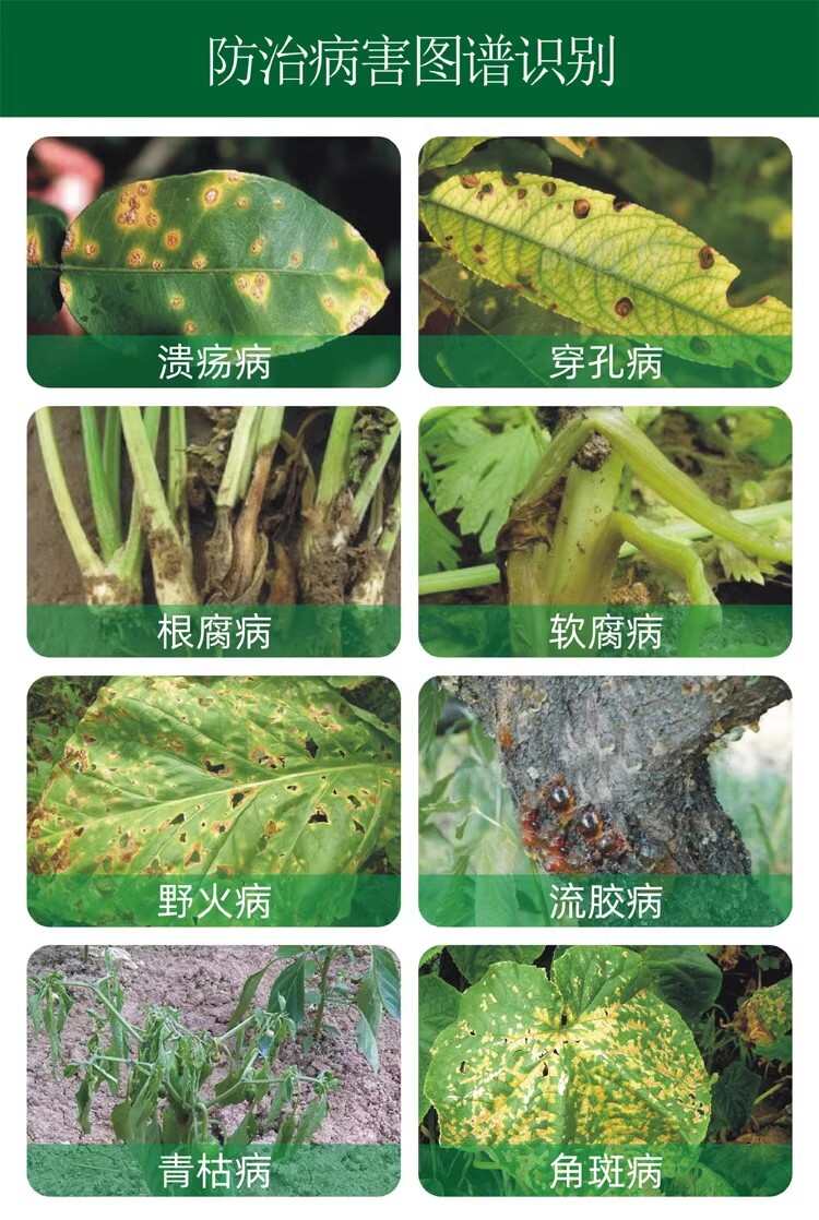 春雷喹啉铜春雷霉素喹啉铜柑橘溃疡病黄瓜**性角斑病霜霉病疫病