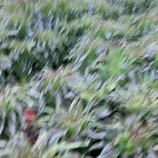 通海县云南精品香笋