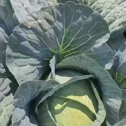 菏泽大量有货，需要联系