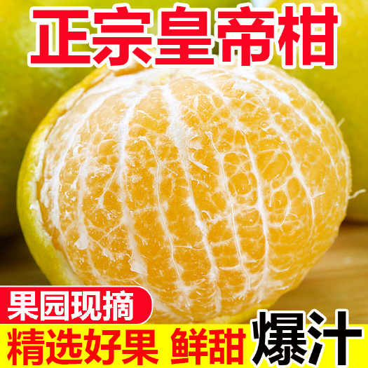 长沙皇帝柑贡柑正宗新鲜应季水果现摘青皮柑橘桔子沃柑蜜桔整箱批发