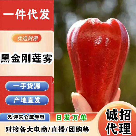 海口海南黑金刚莲雾一件代发产地直发一手货源对接各大电商平台