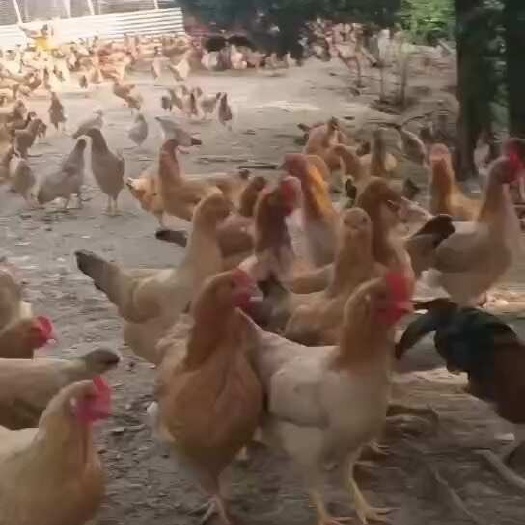 杭州自家农场散养的绿壳土鸡蛋