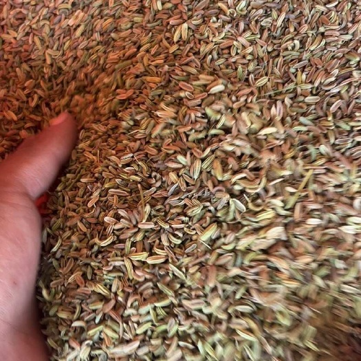 国产小茴香/新疆小茴香/颗粒大/味道浓郁