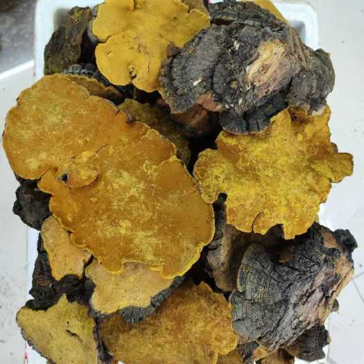 昆明西藏桑黄 一手货源 品质保障 藏区桑黄中号