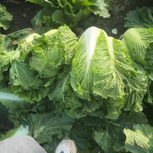 辽宁  台安  白菜