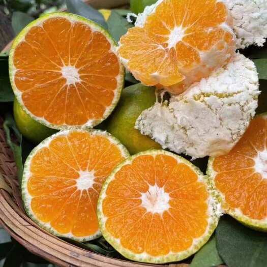 宜昌湖北特早蜜桔 大量供货 产地直发