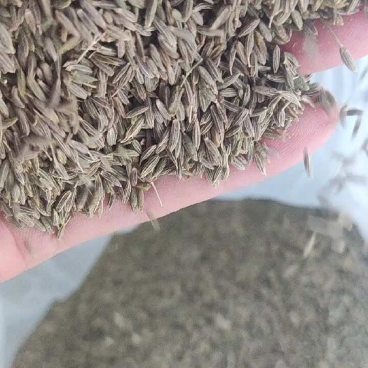 南昌新疆孜然/孜然原粒/味道浓