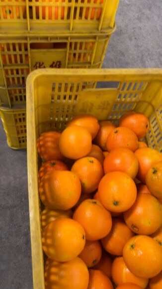 【鲜榨商用果】常年供应鲜榨橙汁儿果，新鲜看的见，橙香浓汁水多