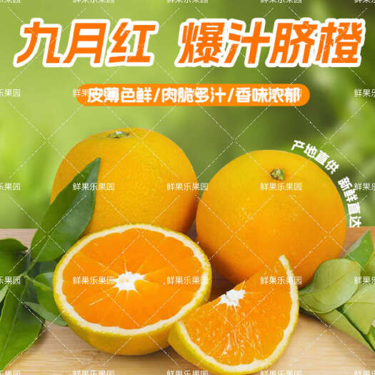 秭归县正宗秭归脐橙九月红，发货地湖北秭归产地发货！！！